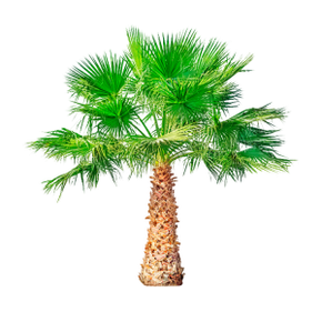 Le palmier nain (palmier nain) est un composant de TestoUltra